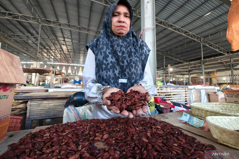 Pemkab Alor siapkan kacang kenari jadi bahan masakan program MBG