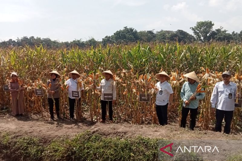 kementan-lakukan-panen-jagung-di-areal-bukan-lahan-pertanian-produktif