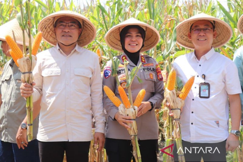 kementan-pastikan-tidak-mengimpor-jagung-pakan-ternak-pada-2025