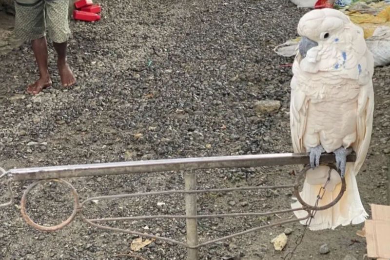 BKSDA Maluku amankan burung kakaktua maluku dari peredaran ilegal
