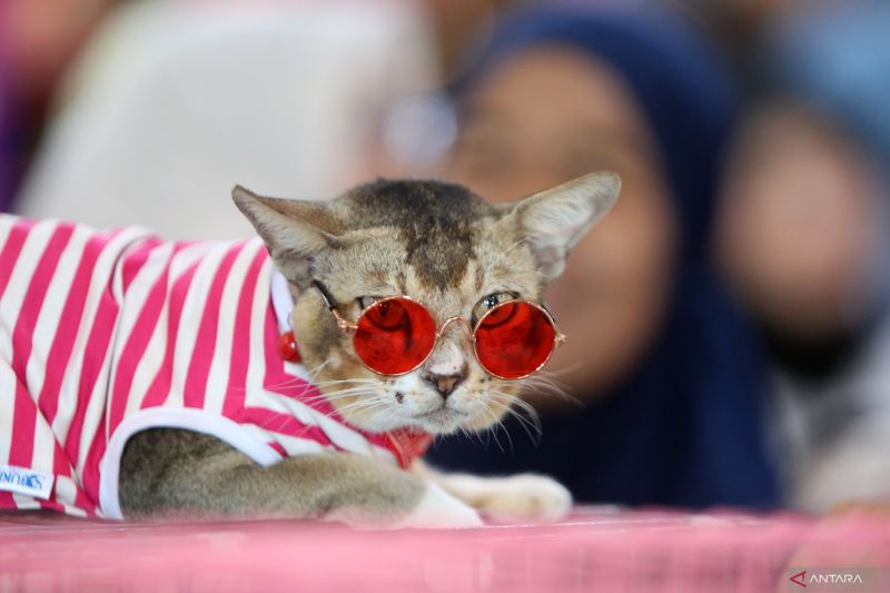 cek-fakta-penemuan-puluhan-kepala-kucing-tanpa-badan-di-sidoarjo