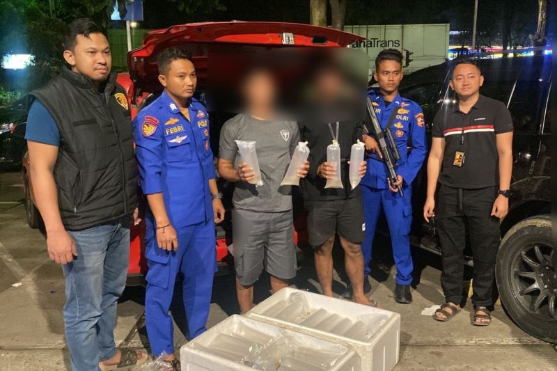 Polri gagalkan penyelundupan 11.543 ekor BBL di Sukabumi
