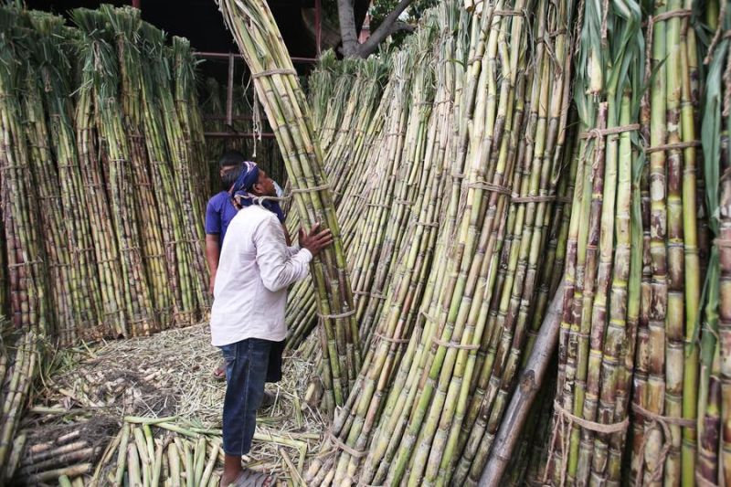 Album Asia: Menilik musim panen buah di Bangladesh
