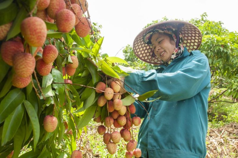 Petani leci di Vietnam kian sejahtera lewat perdagangan dengan China