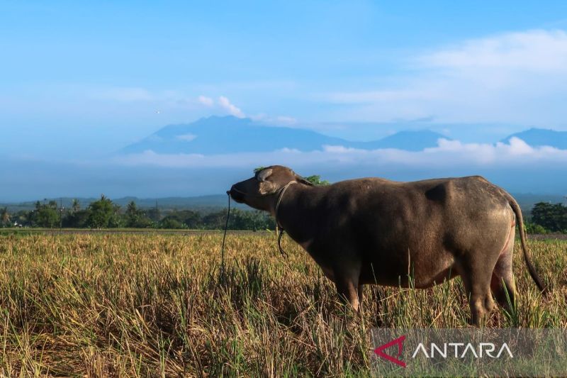 BPBD Banyuwangi sebut Gunung Raung erupsi 49 kali periode 5-15 Juni