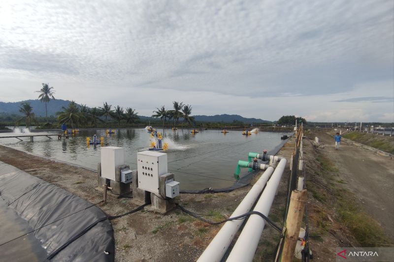 Tambak udang ramah iklim di Sulteng hasilkan panen perdana 50 ton
