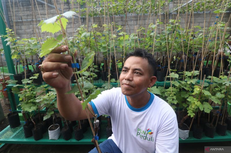 BRIN paparkan metode speed breeding, optimalkan pemuliaan tanaman buah