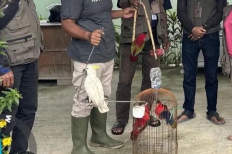 BKSDA Maluku amankan empat ekor satwa dilindungi dari warga