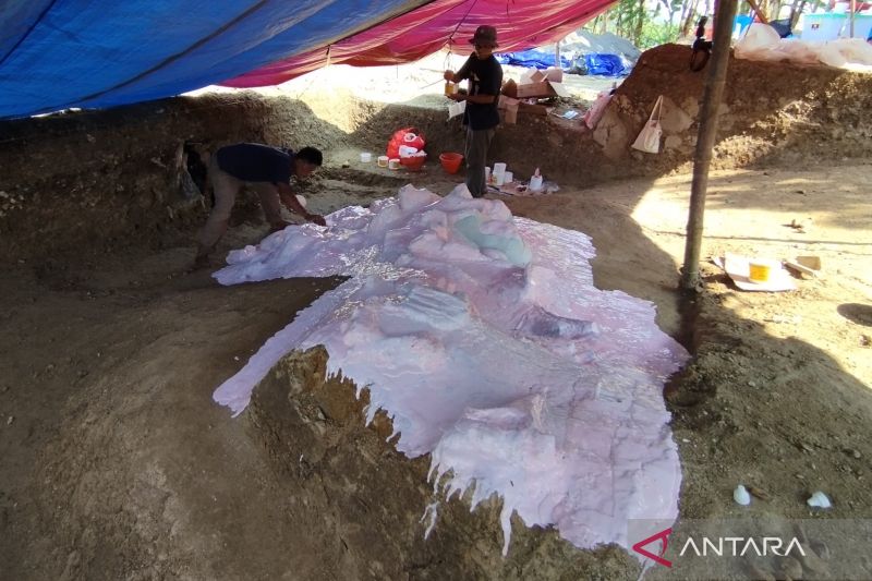 Temuan fosil gajah purba dibuatkan replika untuk objek wisata di Kudus