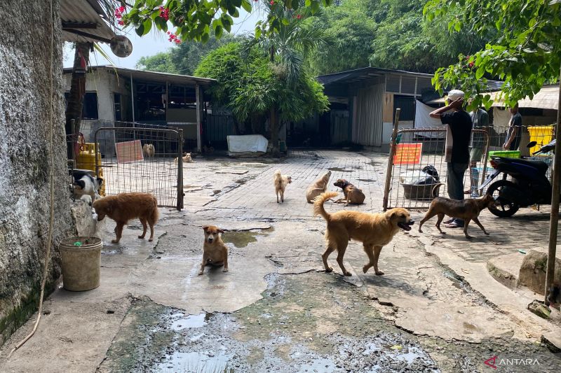 Pejaten Shelter diimbau miliki izin dan batasi daya tampung hewan liar