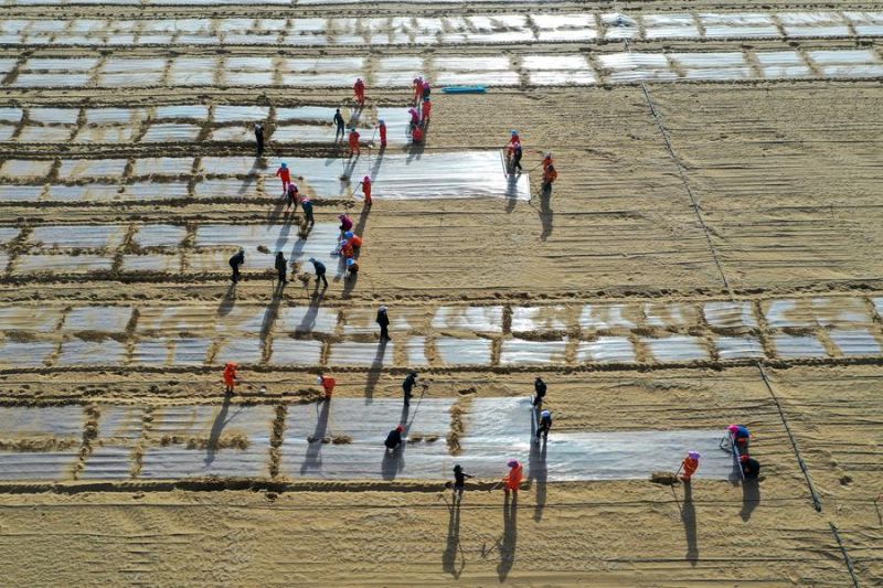China lakukan penghijauan atasi masalah penggurunan