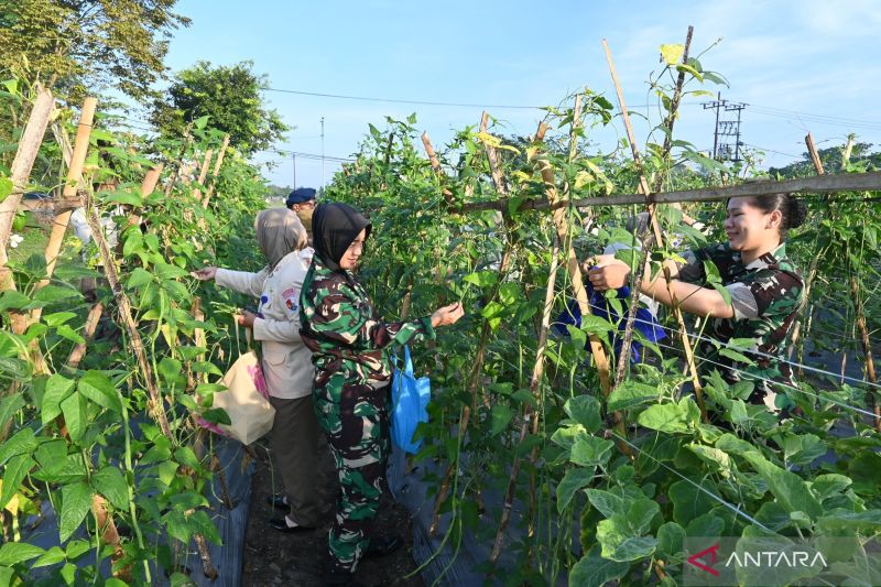 TNI AU perkuat ketahanan pangan dengan panen sayur di Banjarmasin