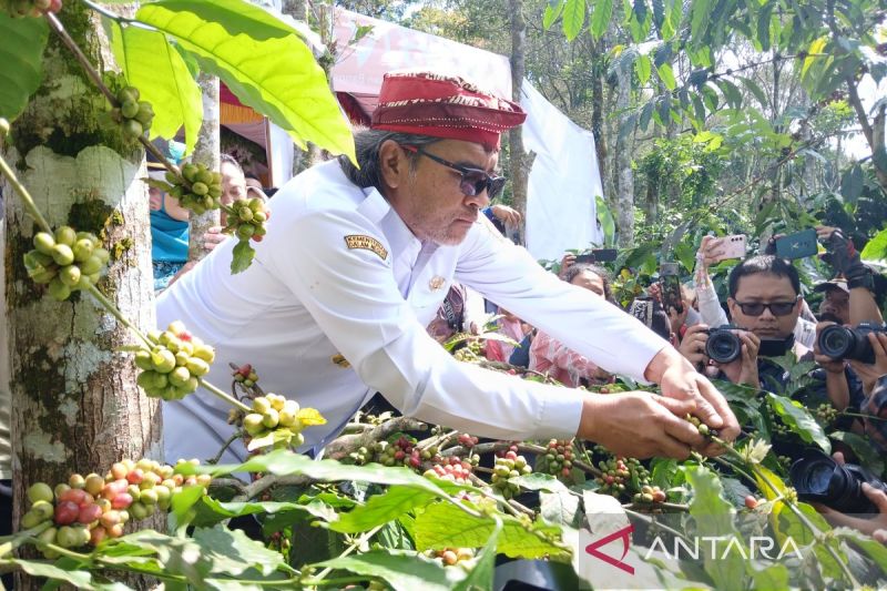bupati-temanggung-minta-petani-kopi-pertahankan-petik-merah