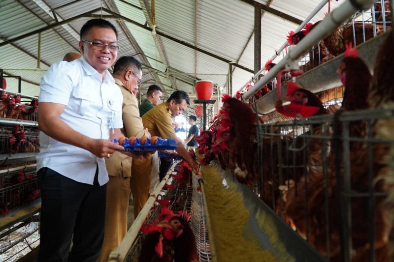 pemerintah-mulai-berlakukan-harga-ayam-hidup-18000kg-di-peternak