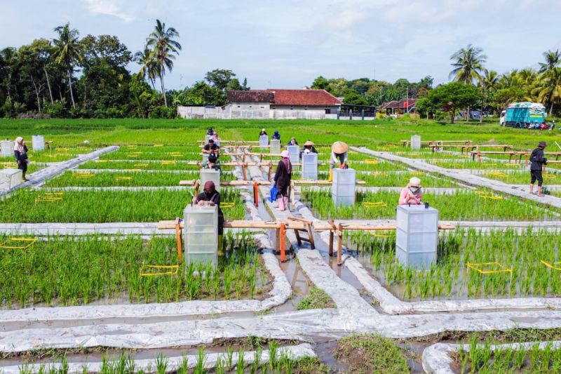 banyuwangi-jadi-satu-satunya-kembangkan-ekosistem-beras-biofortifikasi