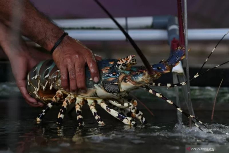 Tim peneliti UGM temukan 7 spesies baru lobster air tawar Papua Barat