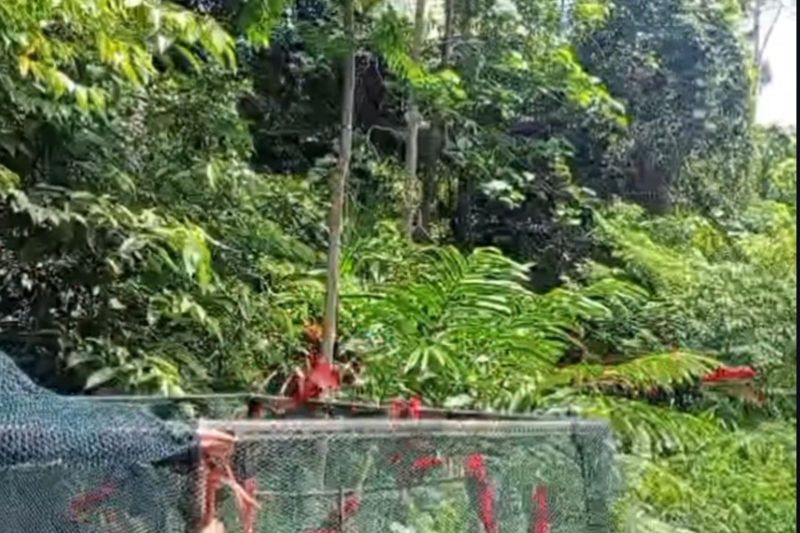 BKSDA Maluku lepasliarkan 21 ekor burung kasturi ternate di Morotai