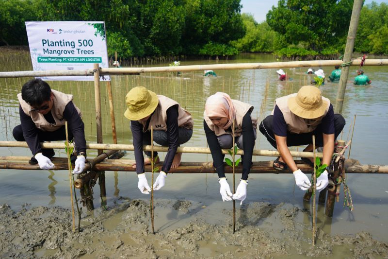 kai-logistik-tanam-500-bibit-mangrove-dukung-pelestarian-lingkungan