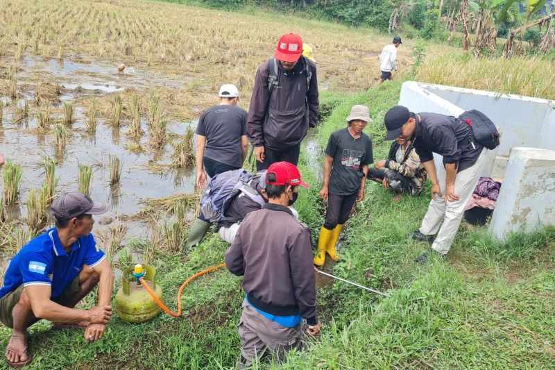 dispertan-garut-turunkan-tim-gertak-cegah-serangan-hama-tikus-di-sawah