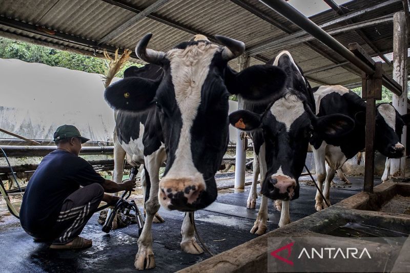 peternak-dukung-penghapusan-kuota-impor-sapi-tingkatkan-produksi-susu