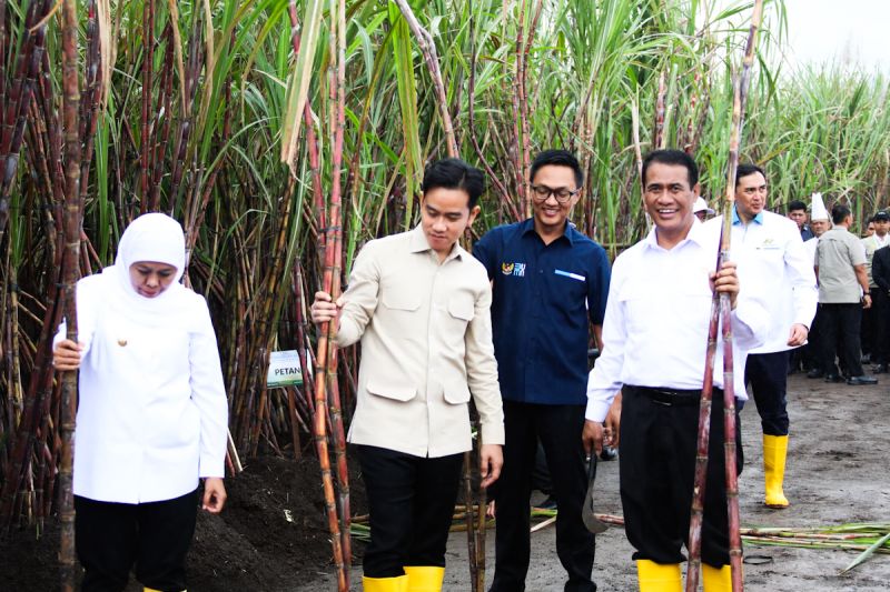 Mentan pastikan benahi hulu-hilir demi capai swasembada gula