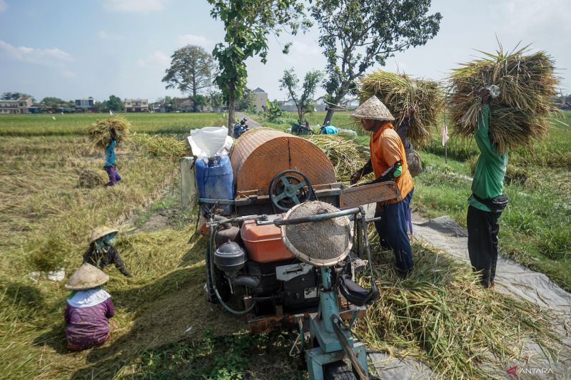 penghormatan-terhadap-beras-lokal-dari-petani