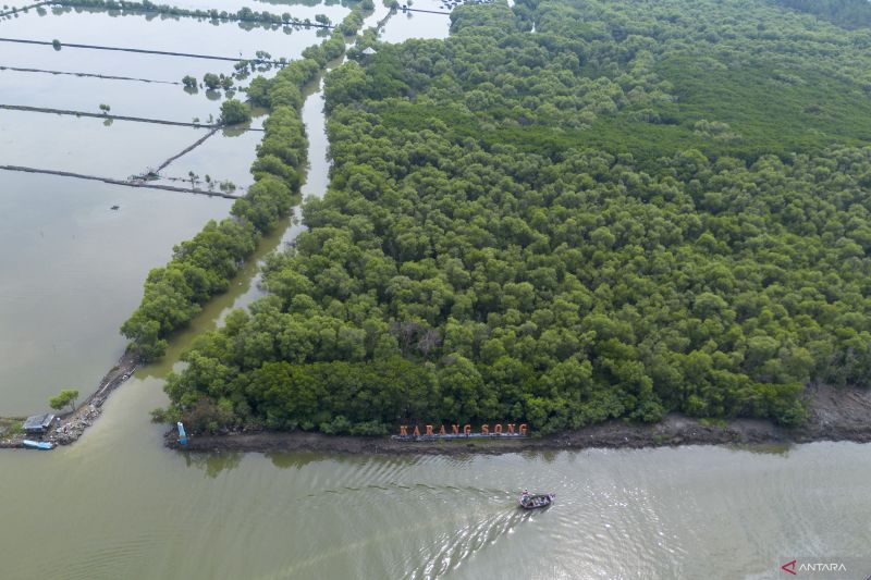 Pemerintah lakukan kajian tetapkan target baru rehabilitasi mangrove