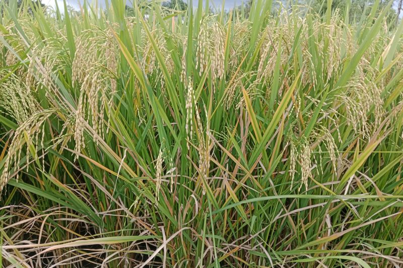 kementan-alokasikan-rp7-miliar-tingkatkan-produksi-padi-di-lombok