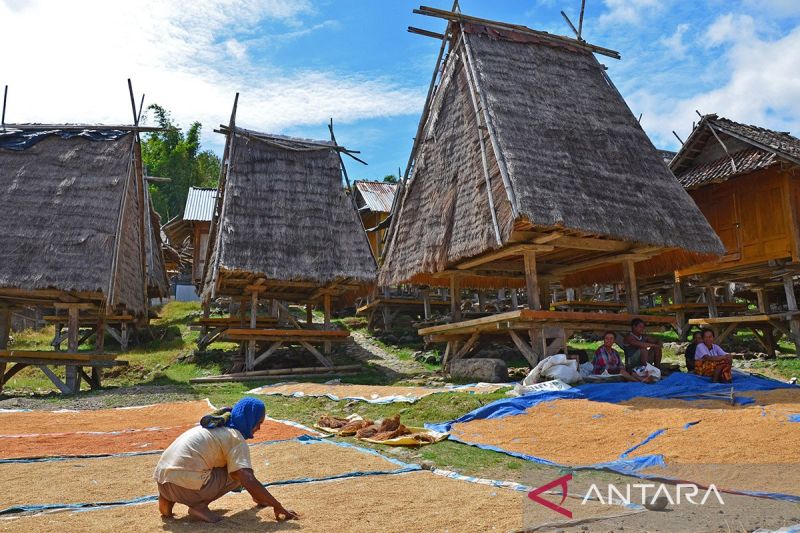 kementan-alokasikan-rp7-miliar-tingkatkan-produksi-padi-di-lombok
