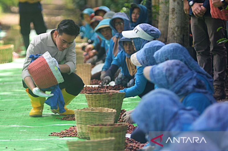 petani-kopi-curhat-ke-wapres-gibran-soal-mahalnya-harga-pupuk-nonsubsidi
