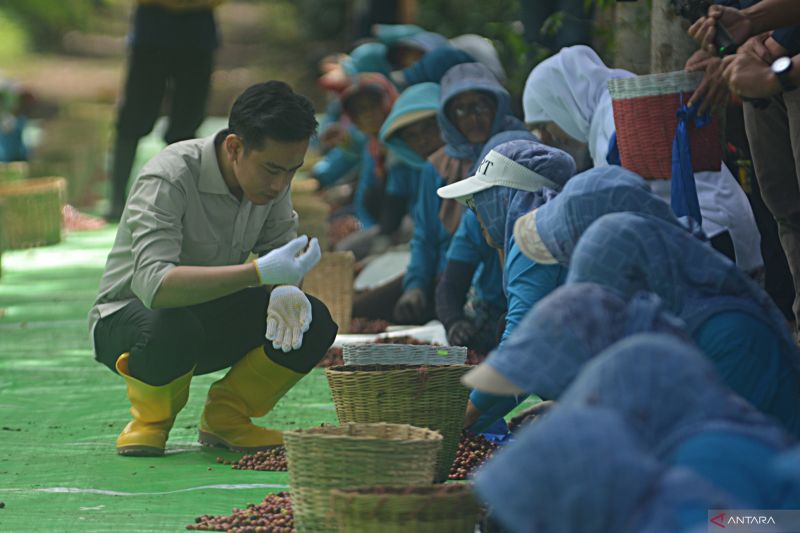 wapres-gibran-indonesia-produsen-kopi-terbesar-keempat-di-dunia