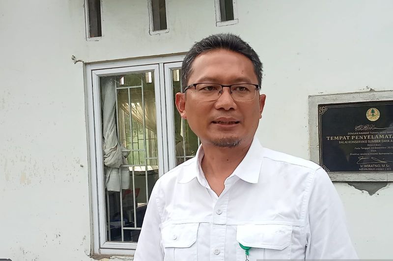 BKSDA Jambi terjunkan tim dalami laporan warga diterkam harimau