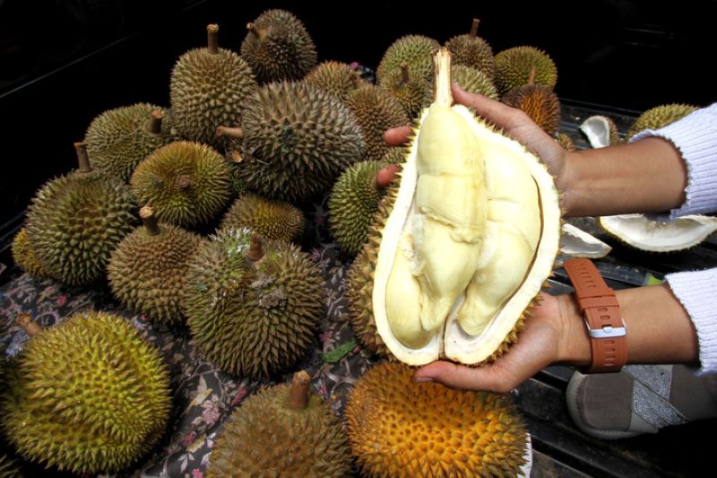 Pakar: Durian Indonesia miliki peluang besar di pasar China