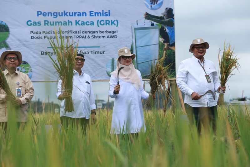 banyuwangi-luncurkan-beras-biofortifikasi-bernutrisi-tinggi-sunwangi