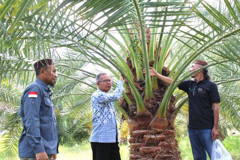 BRIDA NTB fasilitasi pengembangan bibit kurma melalui kultur jaringan
