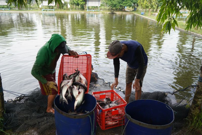 kkp-terbitkan-regulasi-standar-bahan-baku-ikan-dongkrak-daya-saing