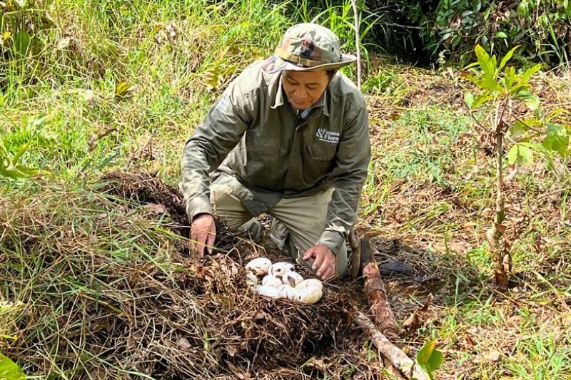43 telur buaya siam ditemukan di Taman Nasional Pegunungan Cardamom