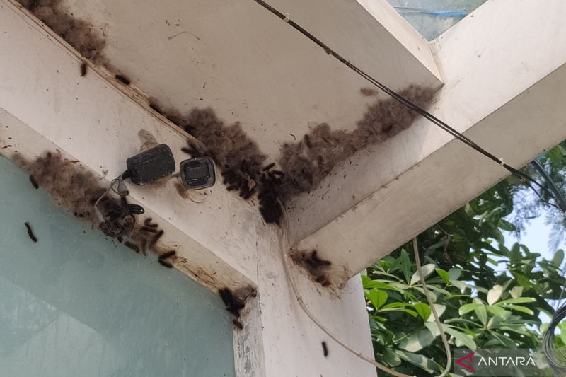 Populasi ulat bulu kembali merebak di Kemanggisan Jakarta Barat