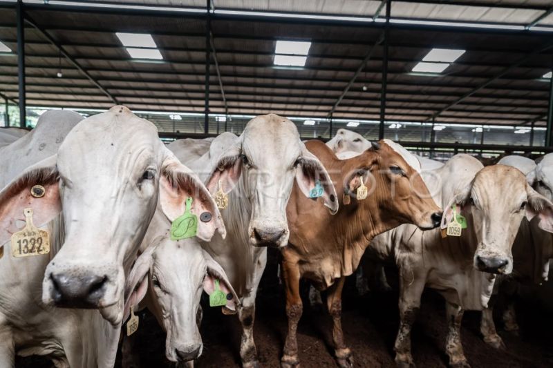 impor-sapi-hidup-beri-nilai-tambah-bagi-ekonomi