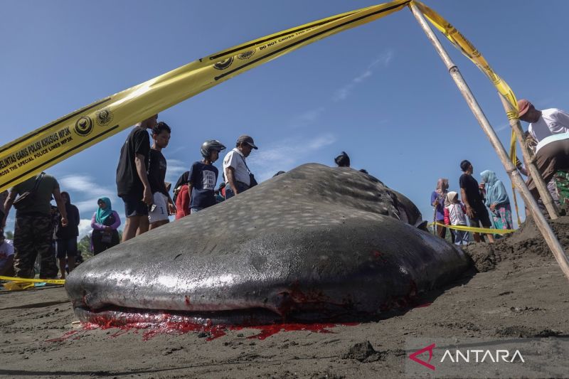 Hiu tutul terdampar di pantai Welahan Wetan Cilacap akibat ombak tinggi