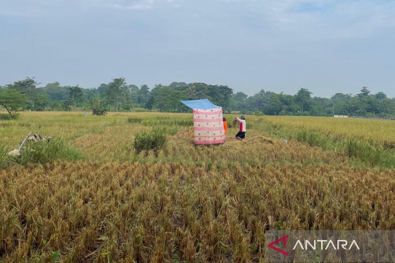 bulog-cirebon-libatkan-160-mitra-untuk-serap-gabah-petani