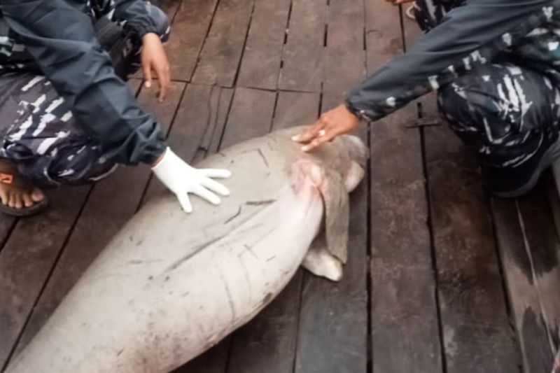 kkp-tangani-kematian-beruntun-dua-dugong-di-kalimantan-barat