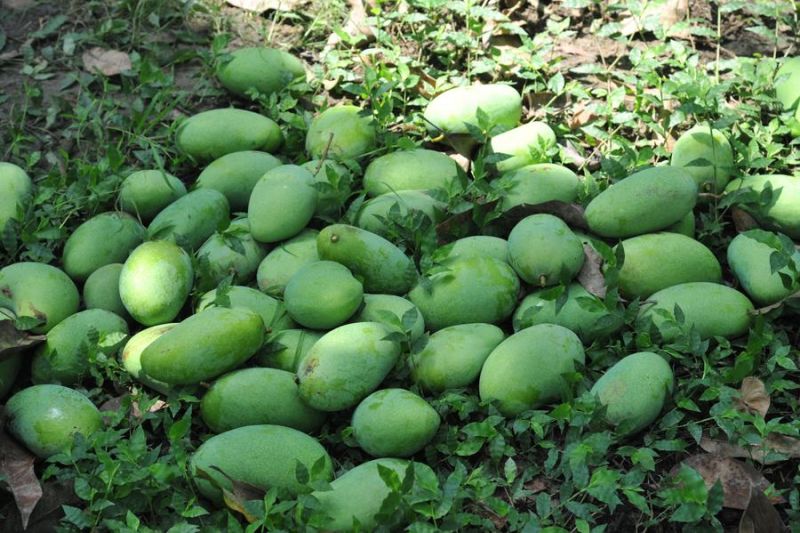 Album Asia: Menilik panen mangga melimpah di Bangladesh