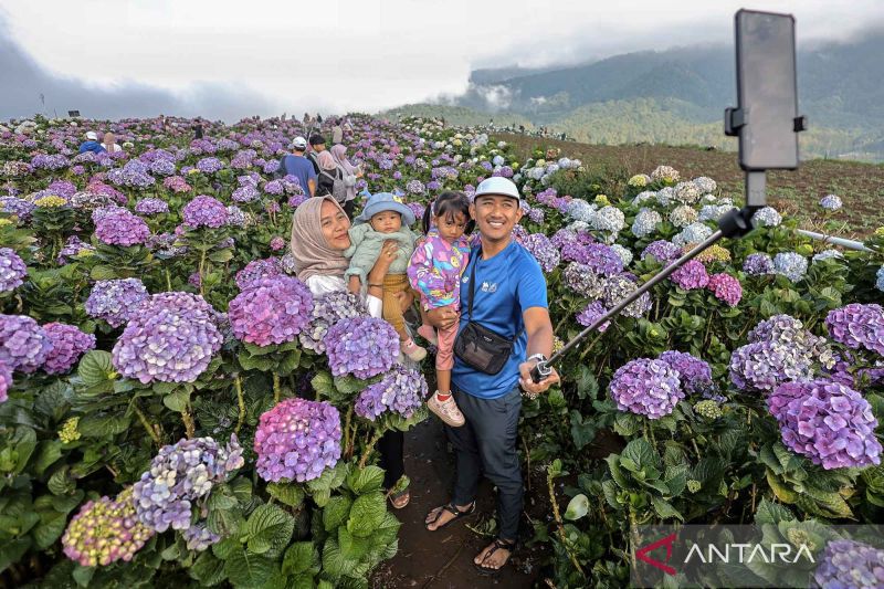 petani-di-puncak-brakseng-alihfungsikan-ladang-bunga-hortensia-jadi-objek-wisata