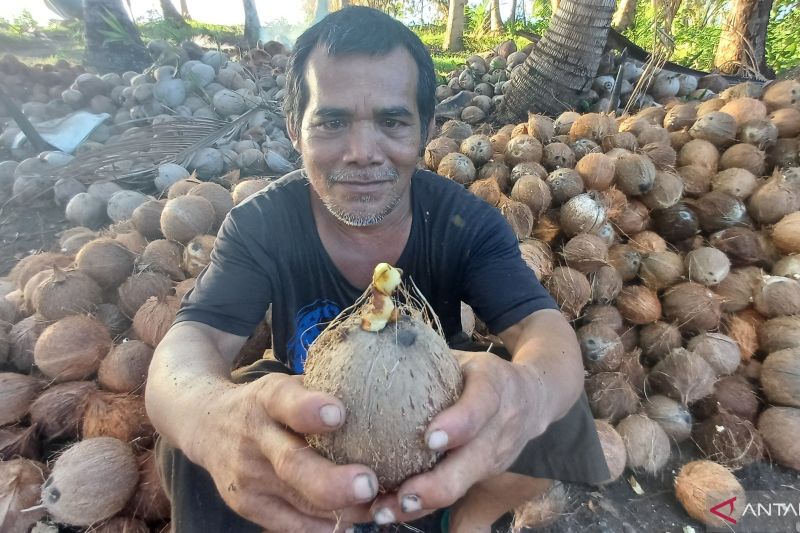 menyongsong-kejayaan-kelapa-indonesia