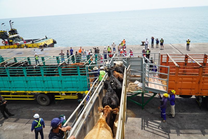 impor-1600-sapi-perah-ke-jatim-dipastikan-aman-dari-penyakit-bahaya