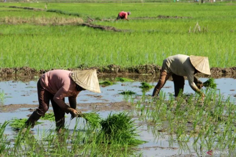 akademisi-ugm-segera-lakukan-regenerasi-petani-untuk-cegah-krisis