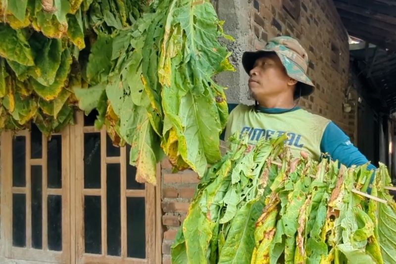 Petani tembakau di Madiun mulai memanen