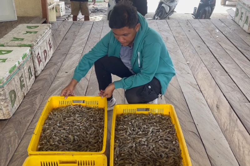 Korsel tertarik investasi di bidang perikanan dan pertanian di Kaltara 