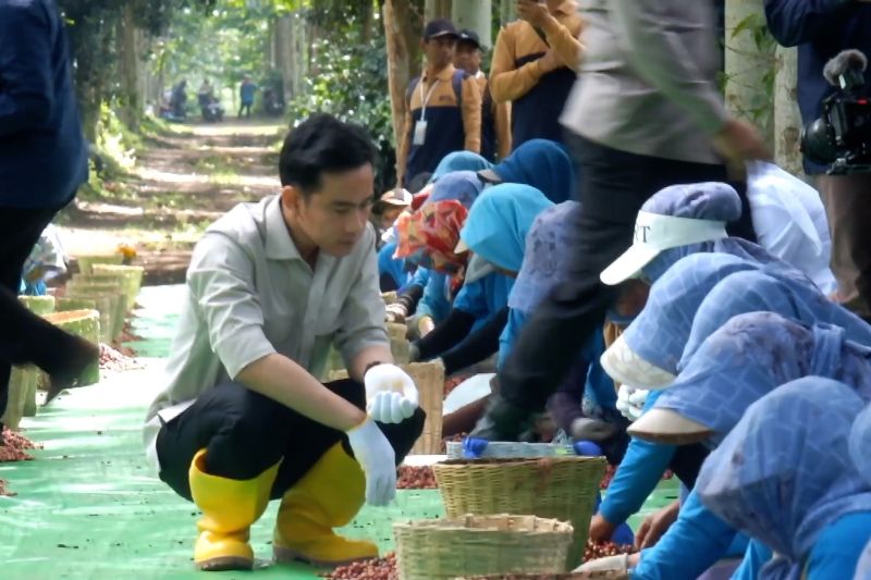 panen-kopi-di-bondowoso-wapres-minta-jatim-genjot-produksi